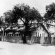 Illustration for article titled Before the Walk of Fame, Lemon Groves Surrounded Hollywood Vine